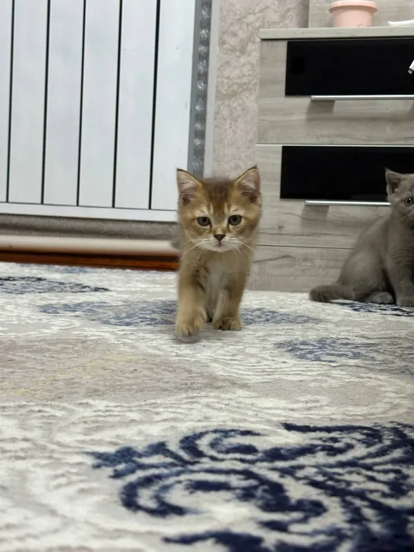 Очаровательные котята ищут дом 5 Очаровательные котята ищут дом 5