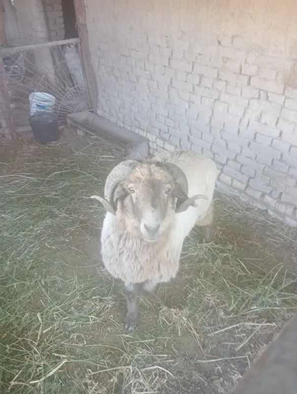 Qoʻchqor sotilodi 1 Qoʻchqor sotilodi 1