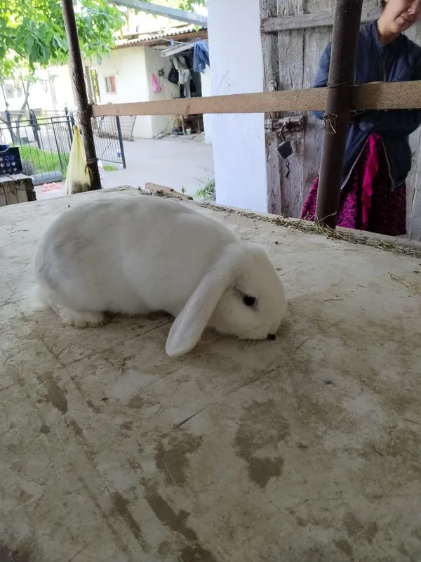 Zotdor Fransuz Baran quyonlari sotiladi