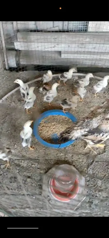 Jojalar sotiladi zottor dakan jojalari 1 Jojalar sotiladi zottor dakan jojalari 1