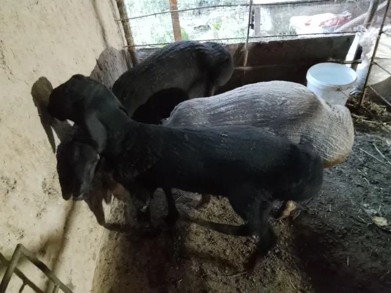 Qochqorlar sotiladi hammasi 16mln — фото 1