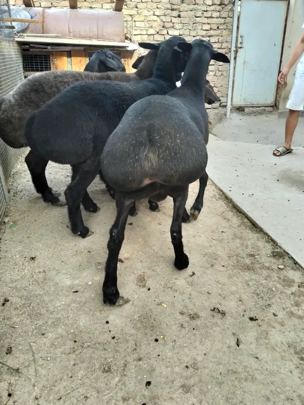 Qochqor 2 ta trik vazni 75/80kg — фото 1