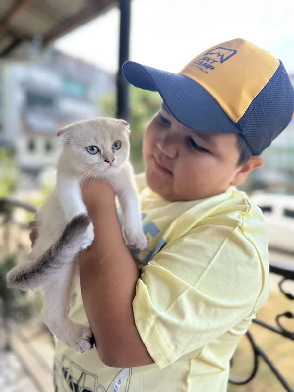 Sifatli, zotdor mushuklar sotiladi. Scottish fold, Britan zotlari 4 Sifatli, zotdor mushuklar sotiladi. Scottish fold, Britan zotlari 4