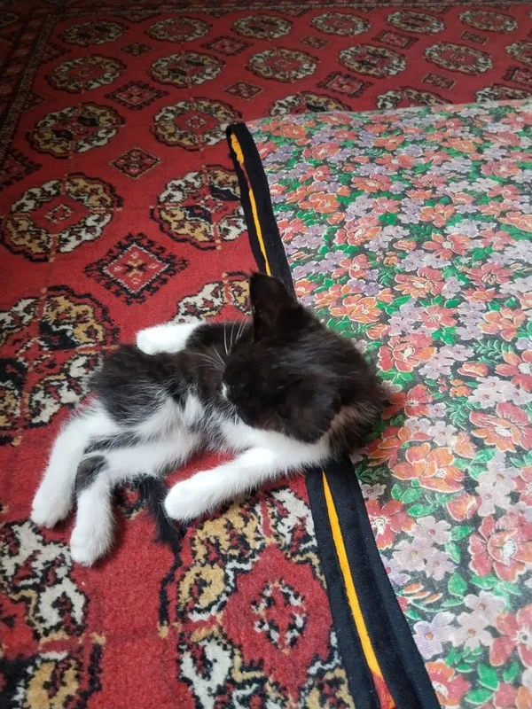 Yaxshi qarap boqedigon odamga bervoramiz 2