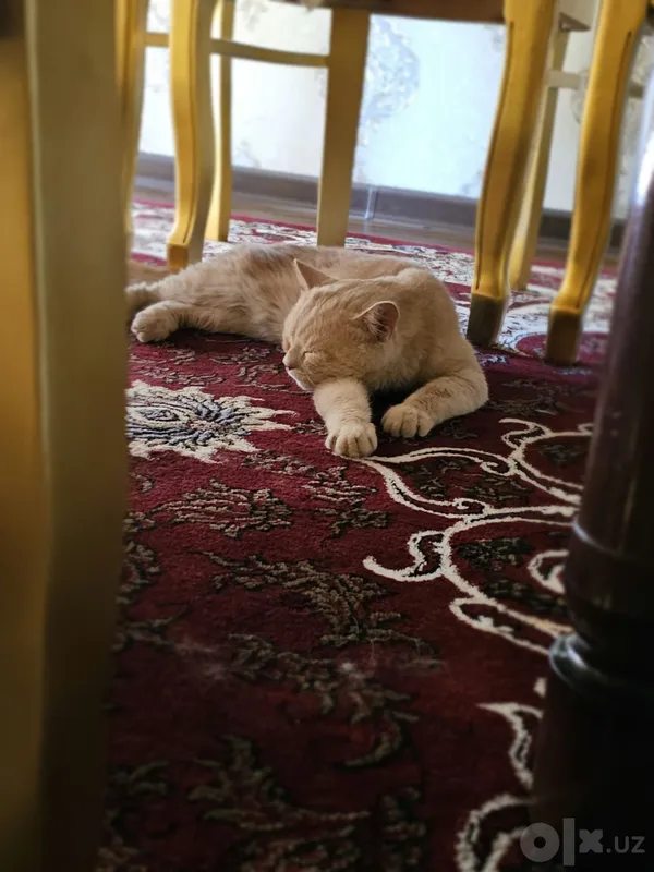 British shorthair 6 British shorthair 6
