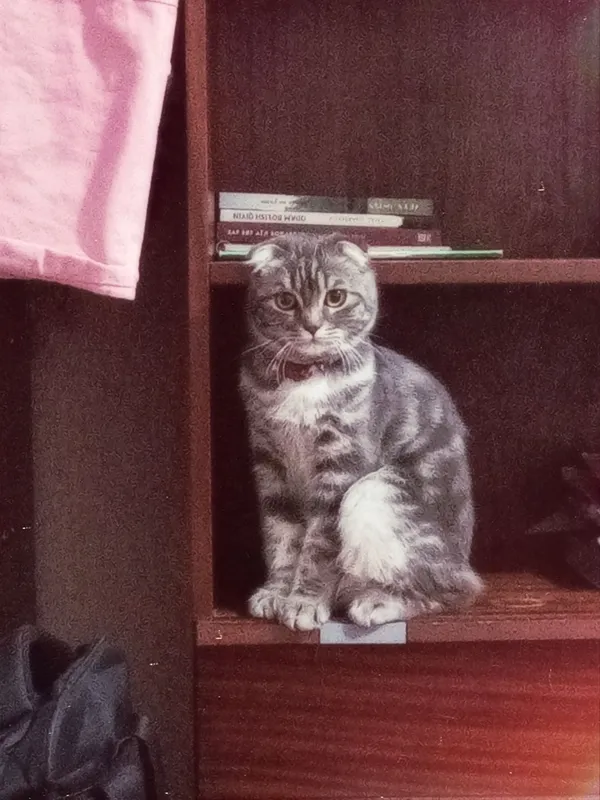 Scottish Fold 6 Scottish Fold 6