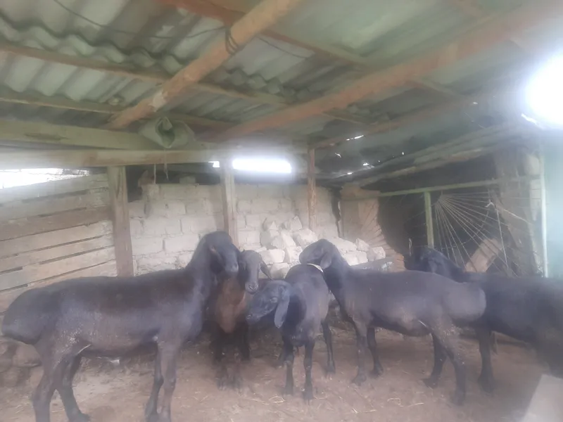 qochqorlar sotiladi