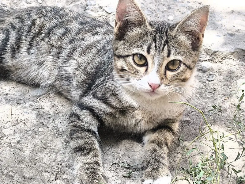 Котята в добрые руки 1