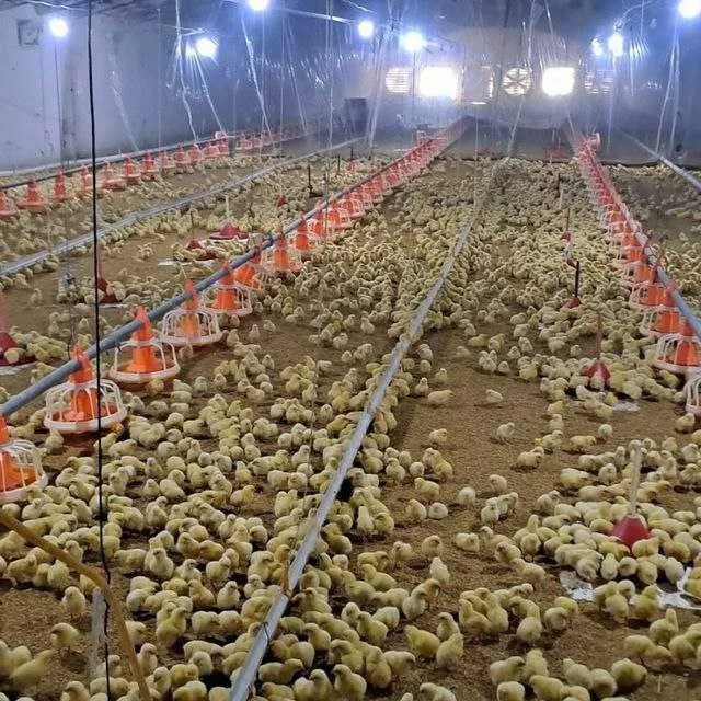 Broller jojala sotuvda 1 sutkalidan 25kunligacha vaksinalari qilingan — фото 1