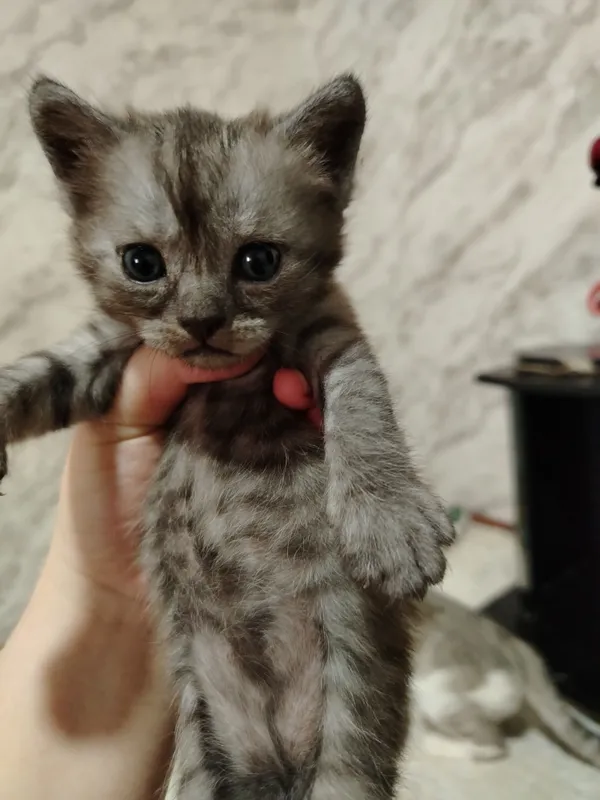 котята — фото 3