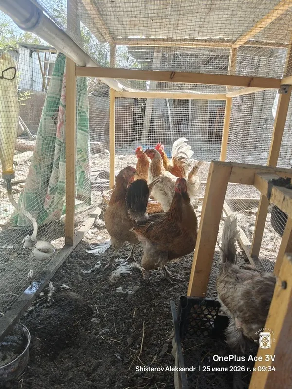 Продаются куры и петушки 3