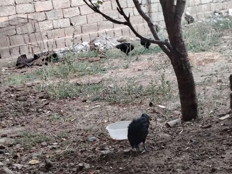 Кора шахзода тоза кон жужалар 2
