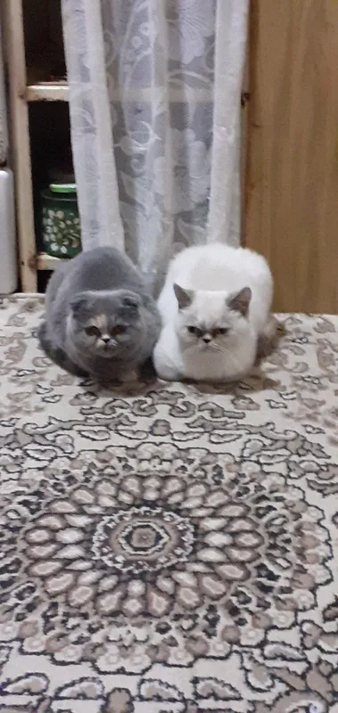Продаются два экзота