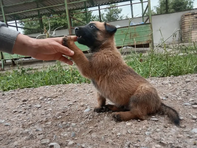 Бельгийский овчарка Малинуа
