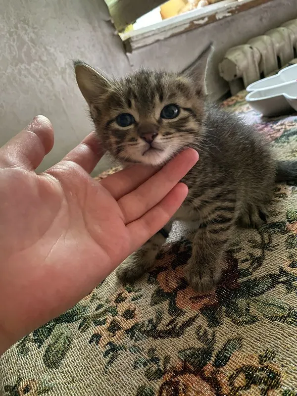 Пристраиваются котята 2 месяца — фото 1