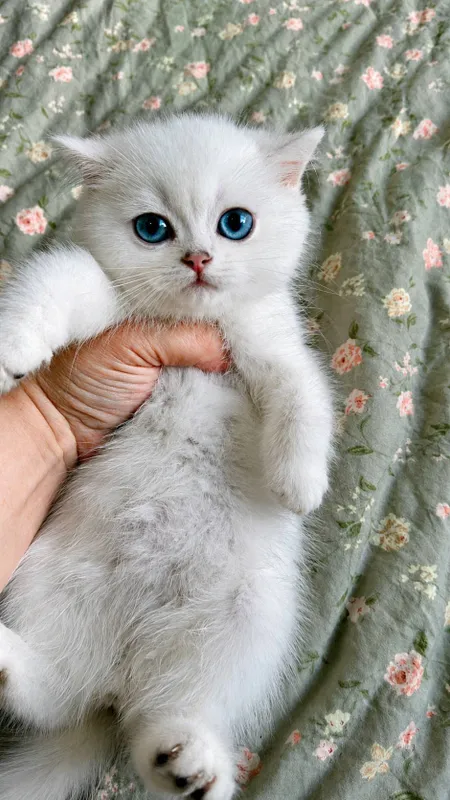 British shorthair