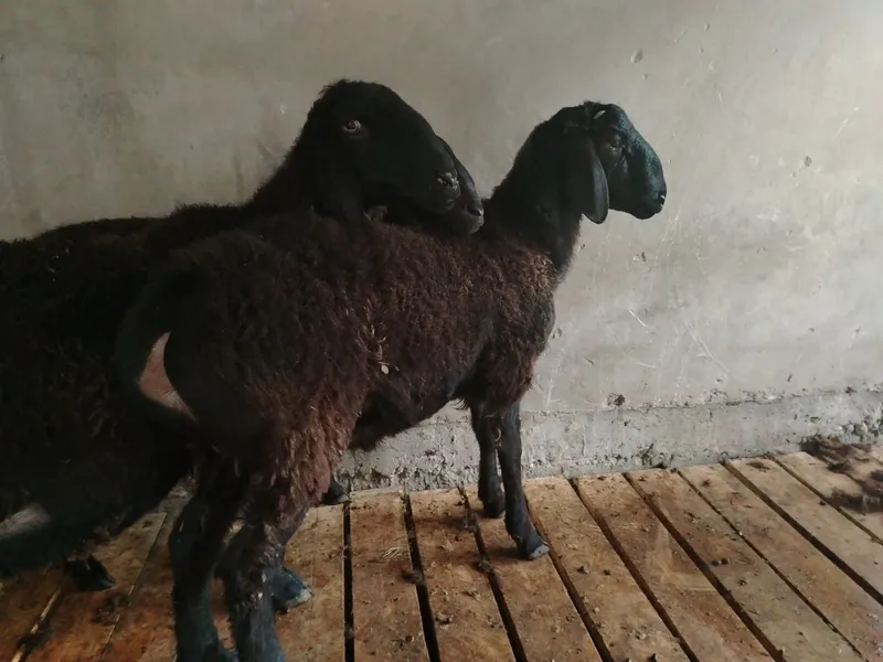Qòchqorlar sotiladi soĝlom. Qurbonlik uchun