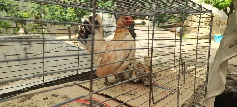 Shabo sotiladi joʻjalari bor 4 ta 3