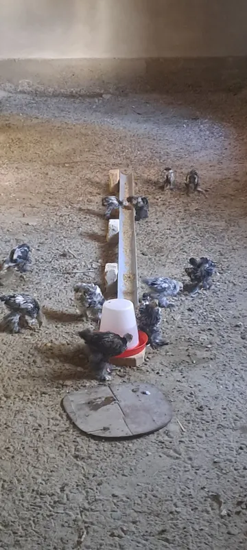 Brama jujalar 15 dona bor 2 Brama jujalar 15 dona bor 2
