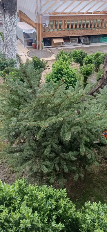 Продаётся голубой ёл — фото 2