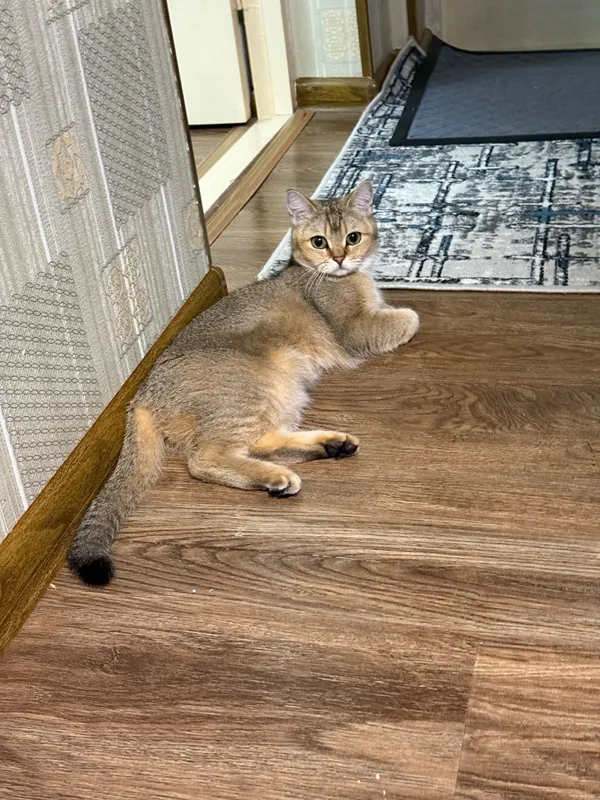 Кошка золотая шиншилла (стерилизована) — фото 3