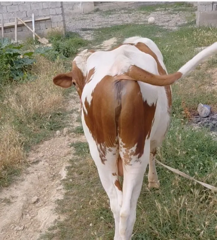 gibrit buqa g'unajin