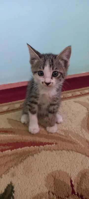 Отдам котят. Мушукчалар 1 Отдам котят. Мушукчалар 1
