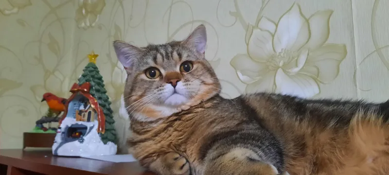 Ищем кошку для вязки. Британский короткошерстный кот. — фото 2