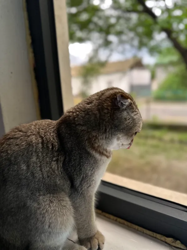 Mushuk sotiladi  1 yosh scottish fold zotli 1 mln — фото 2