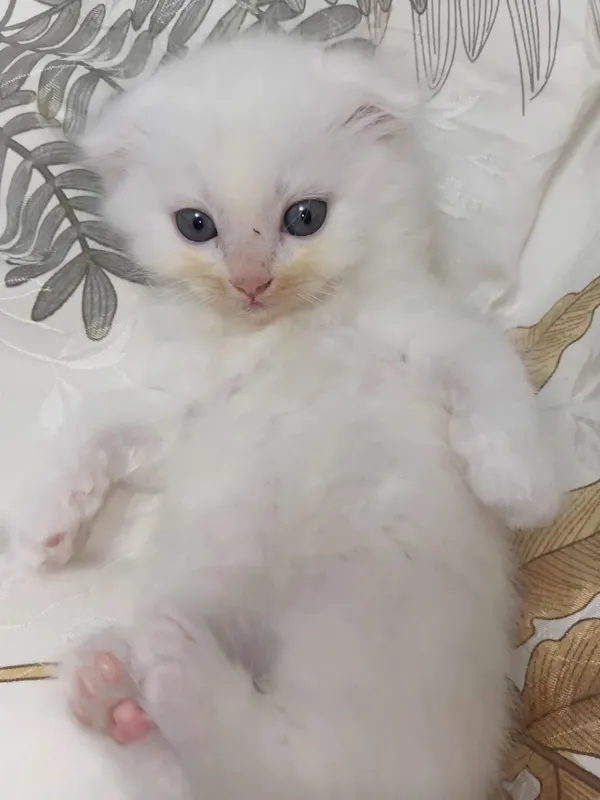 Продаются котята митес, 1,5-месячные, здоровые 4 Продаются котята митес, 1,5-месячные, здоровые 4
