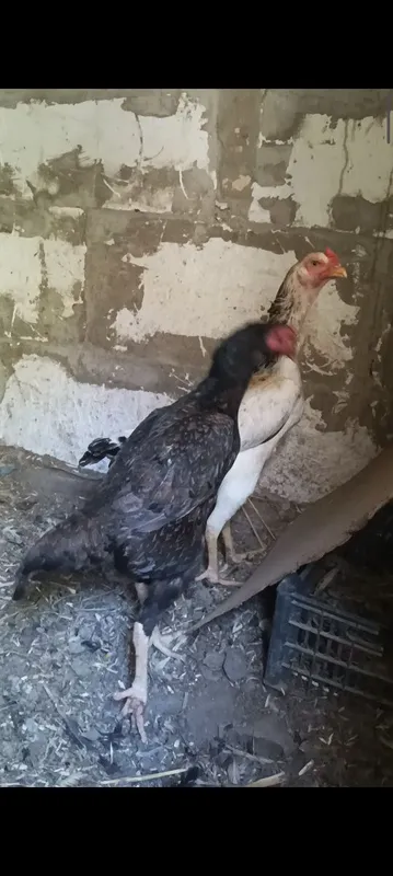 Тухумлари сотилади. 6
