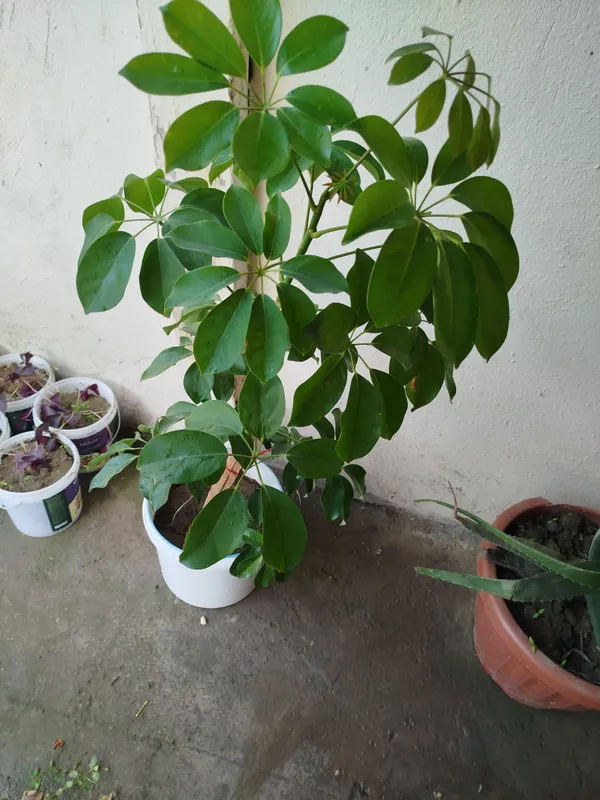 Sheflera (soyabon guli) sotiladi
