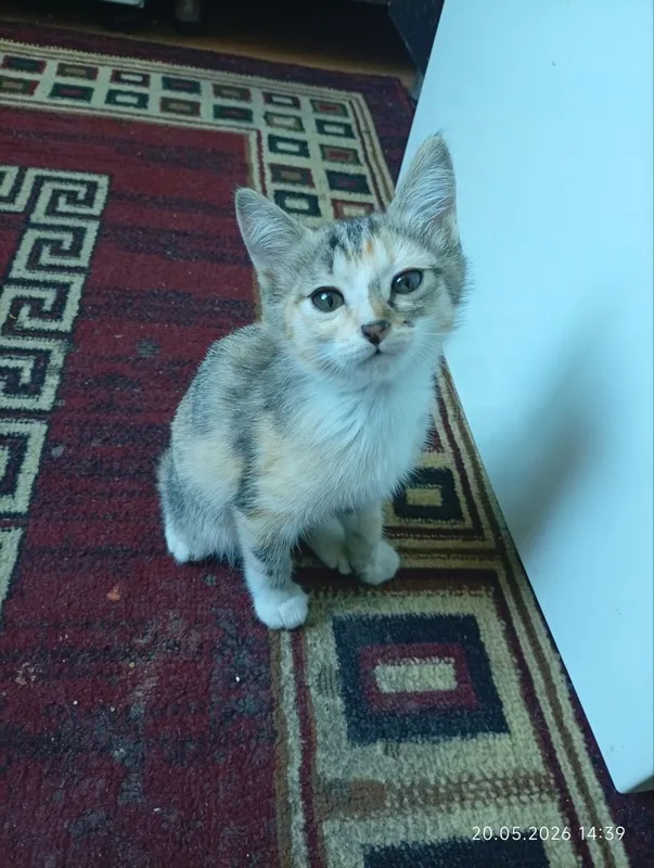 котенок девочка к