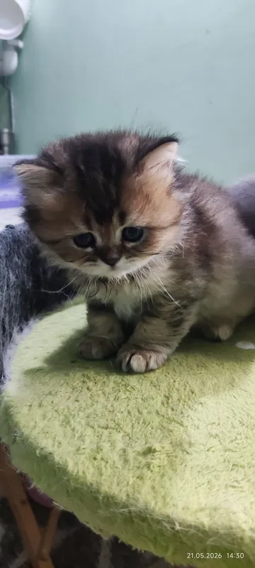 Котята скотиш страйт — фото 6