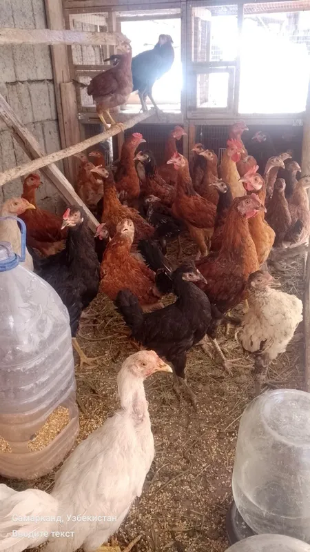 Tovuklar va xorozlar sotiladi optom srochna 4 Tovuklar va xorozlar sotiladi optom srochna 4