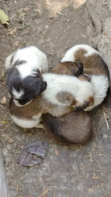 Kuchukchalarni mehribon qo‘llarga beraman! 5 Kuchukchalarni mehribon qo‘llarga beraman! 5