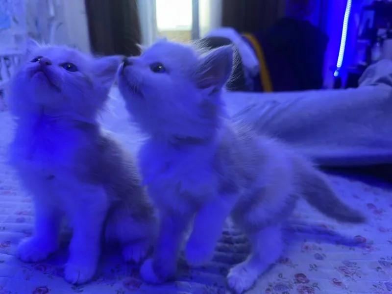 СИБИРСКИЕ КОТЯТА — фото 7