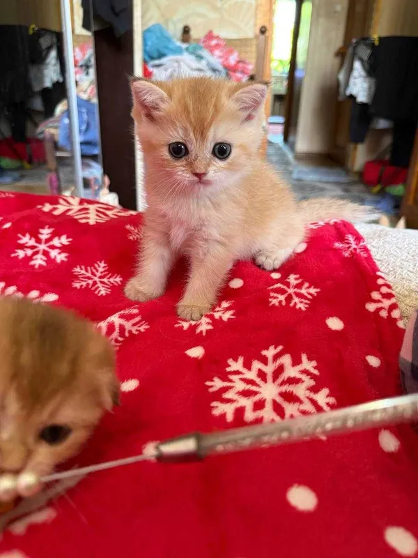 котята золотые шиншиллы — фото 5