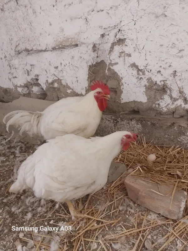 Broler par 130 kunlik Xo'roz 6kg tovug'i 5kg tug'yapti 3 Broler par 130 kunlik Xo'roz 6kg tovug'i 5kg tug'yapti 3