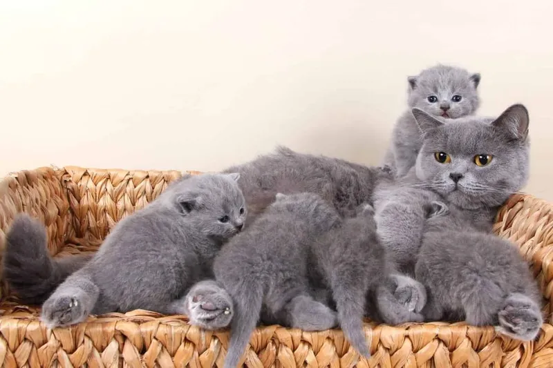 British shorthair, Британская короткошерстная, 2 British shorthair, Британская короткошерстная, 2