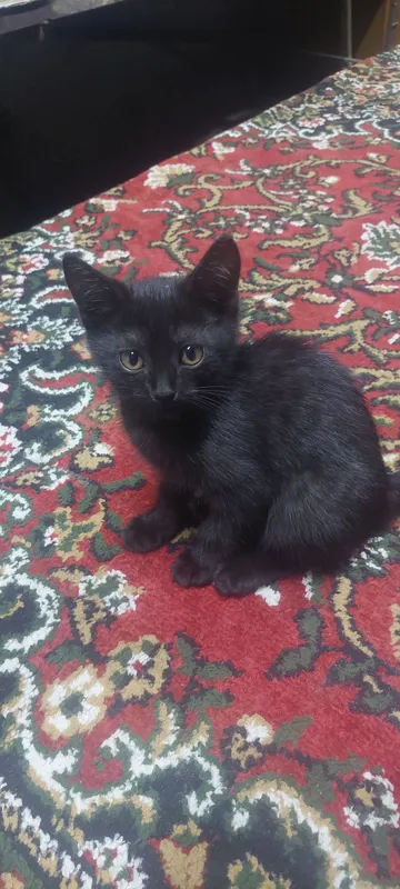 mushuk