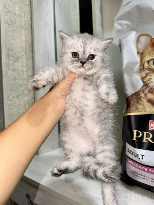 British shorthair 1 British shorthair 1