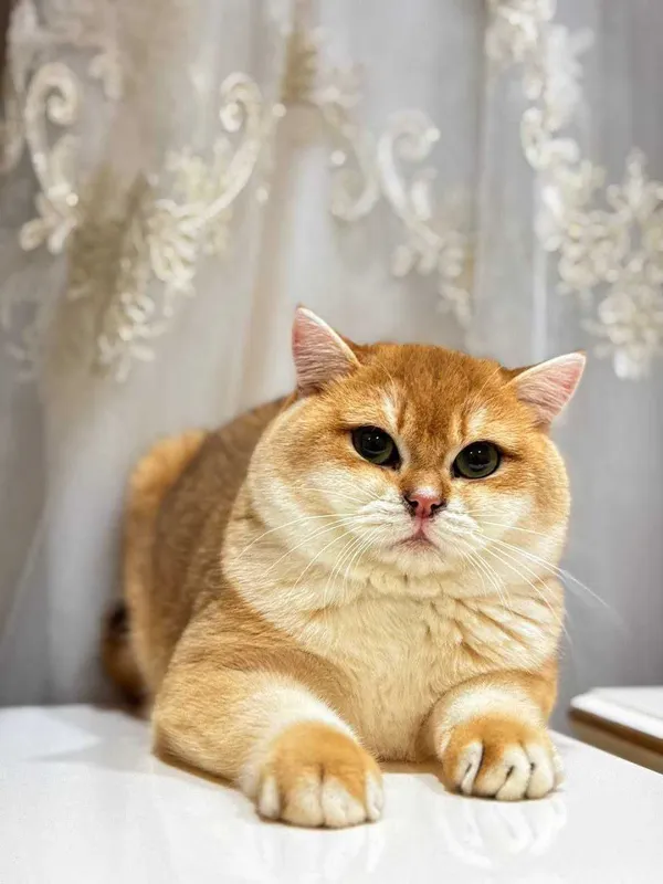 Вязка кошак Mushuk chatishtirish — фото 2