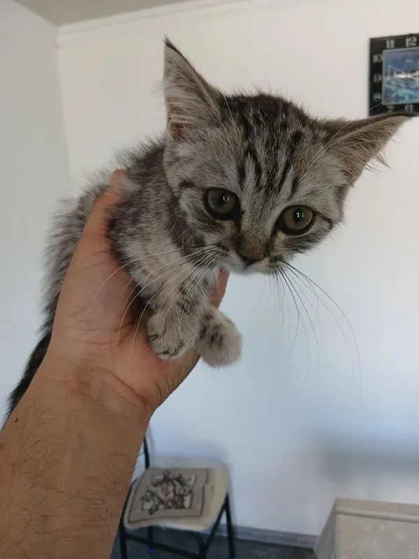 Продаю британского кота 3 Продаю британского кота 3