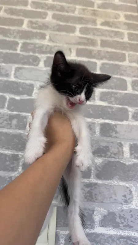 Котята отдаются в добрые руки 2 Котята отдаются в добрые руки 2
