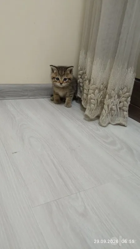 Mushik 2 oylik hadiya 2 Mushik 2 oylik hadiya 2