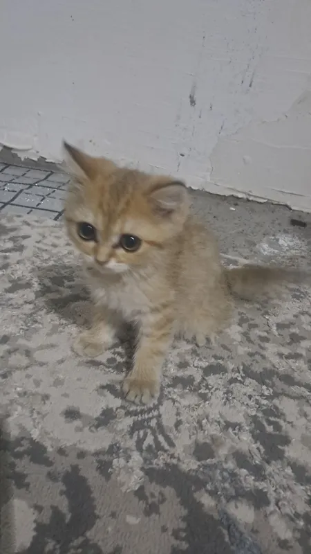 продаётся кошка золотая шиншилла 1