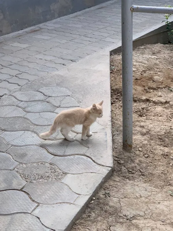 Кошки отдам даром 4
