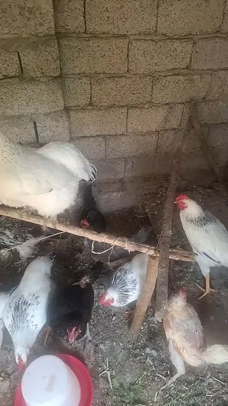 Домашние куры 12 штук и 4 штуки петухы адлерские 1