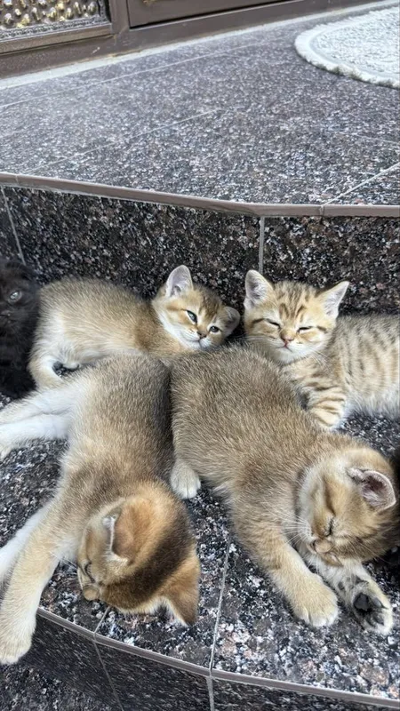 Породистые котята золотая шиншила 3 Породистые котята золотая шиншила 3